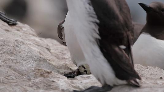 海岸边成群海鸠海雀觅食孵化视频的预览图