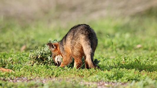 森林草坪野外觅食小狐狸合集视频的预览图