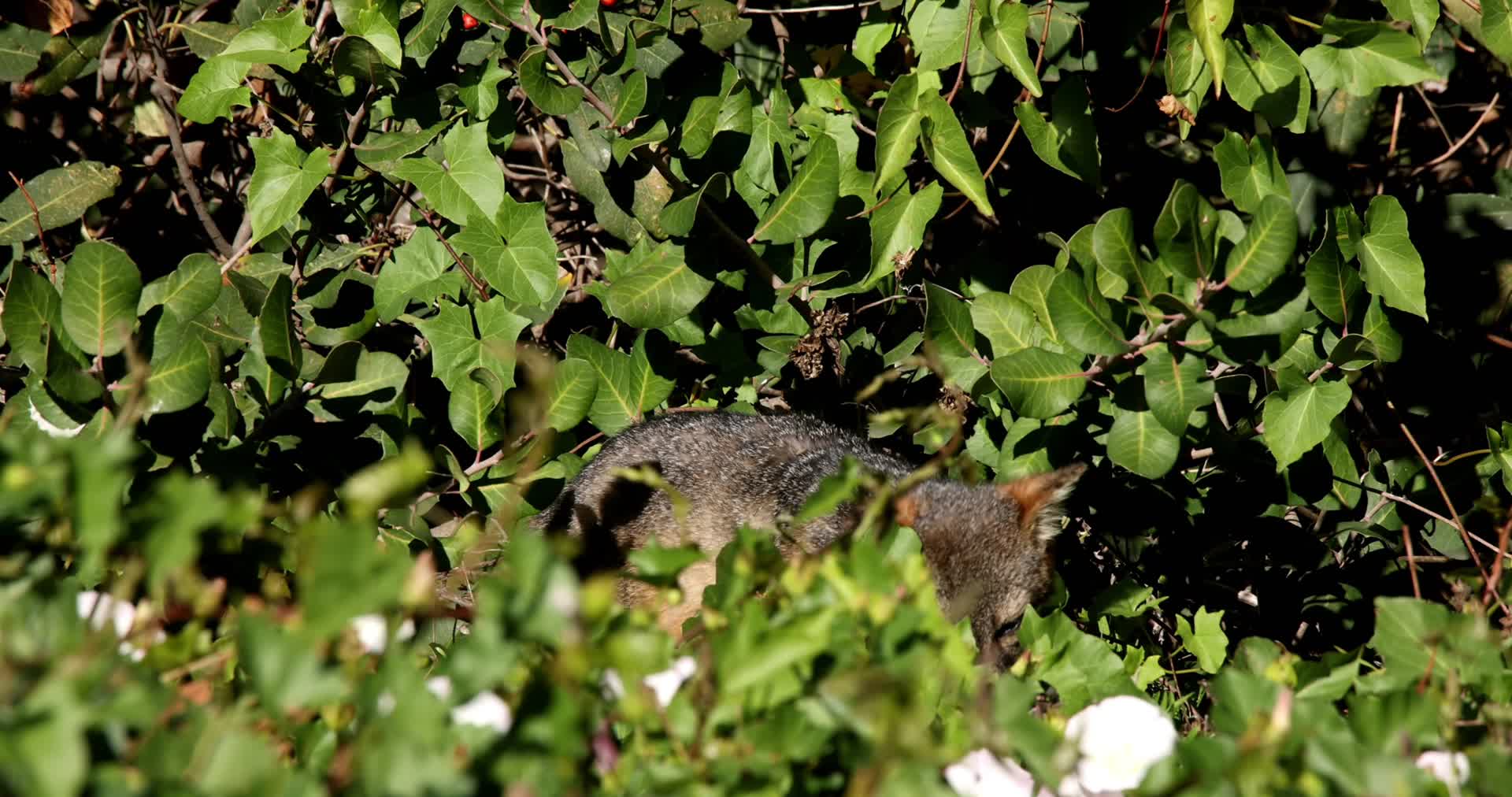 森林灌木小狐狸觅食浆果野果视频的预览图
