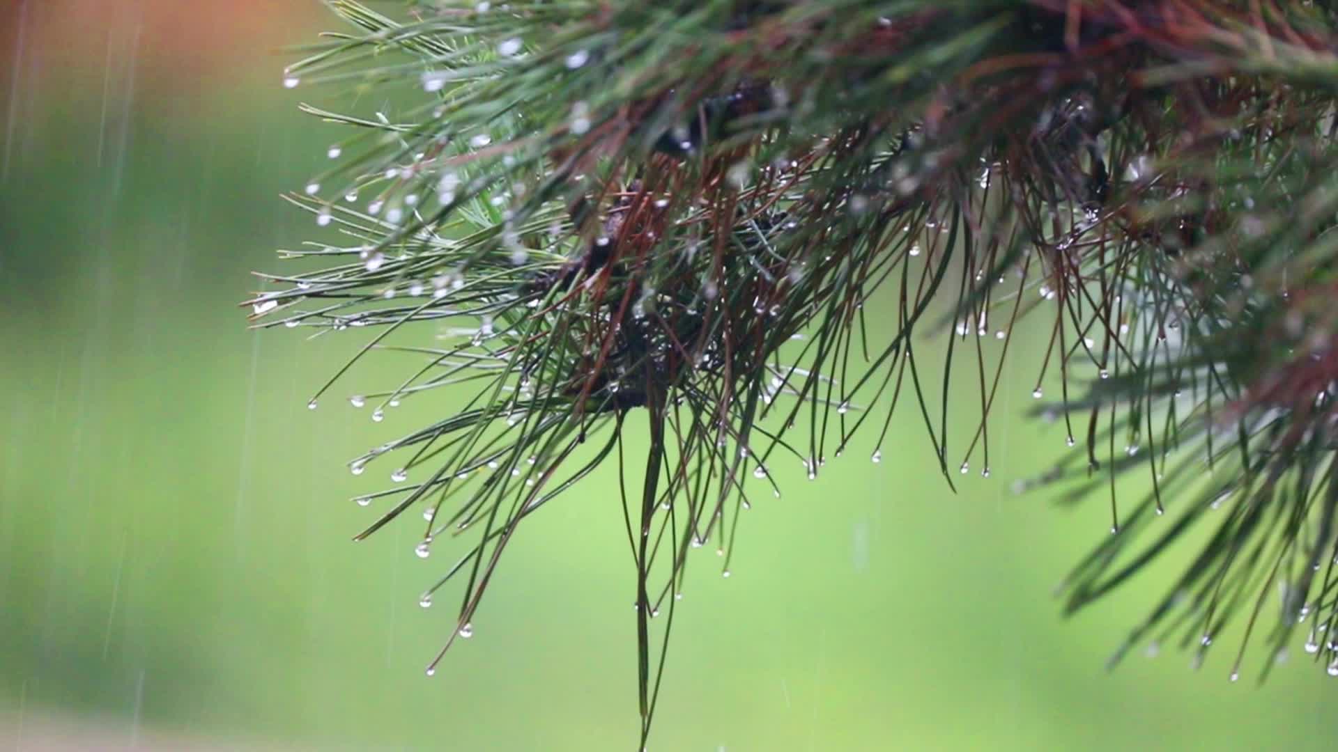 城市公园下雨视频视频的预览图
