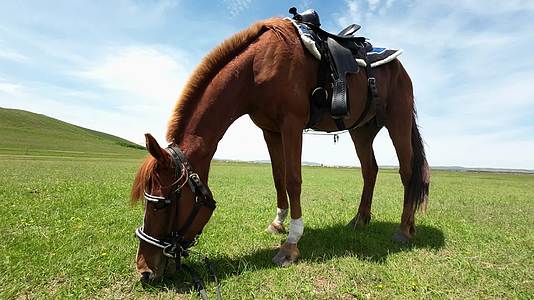草原上的马儿吃草视频的预览图