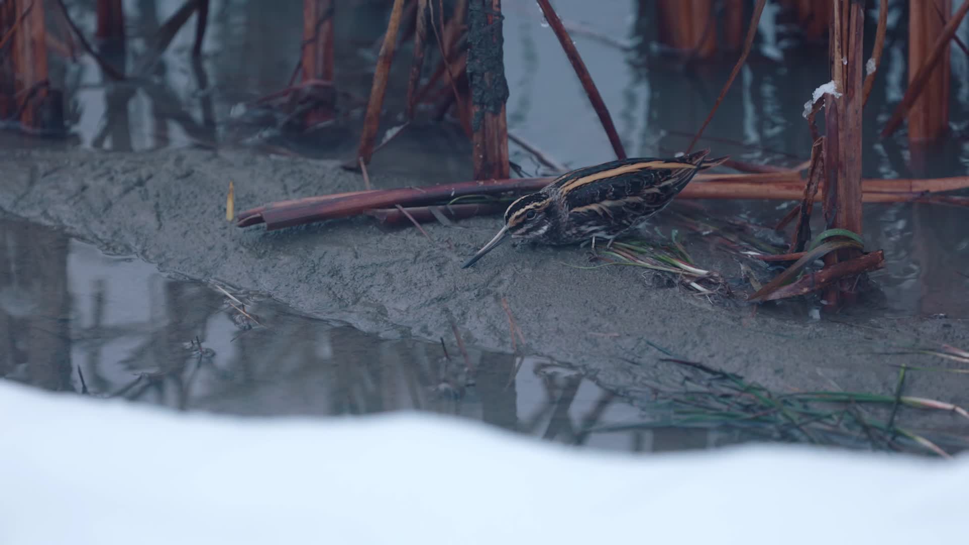 寒冷冬季河边水鸟视频的预览图