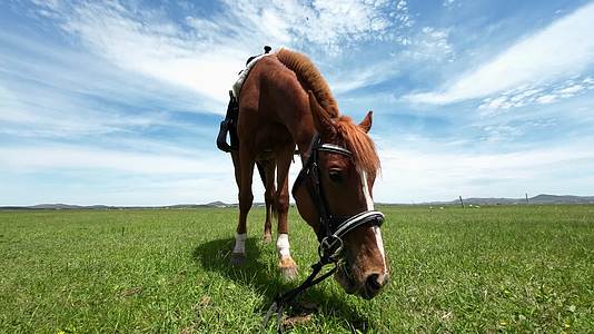 草原上的马儿吃草视频的预览图