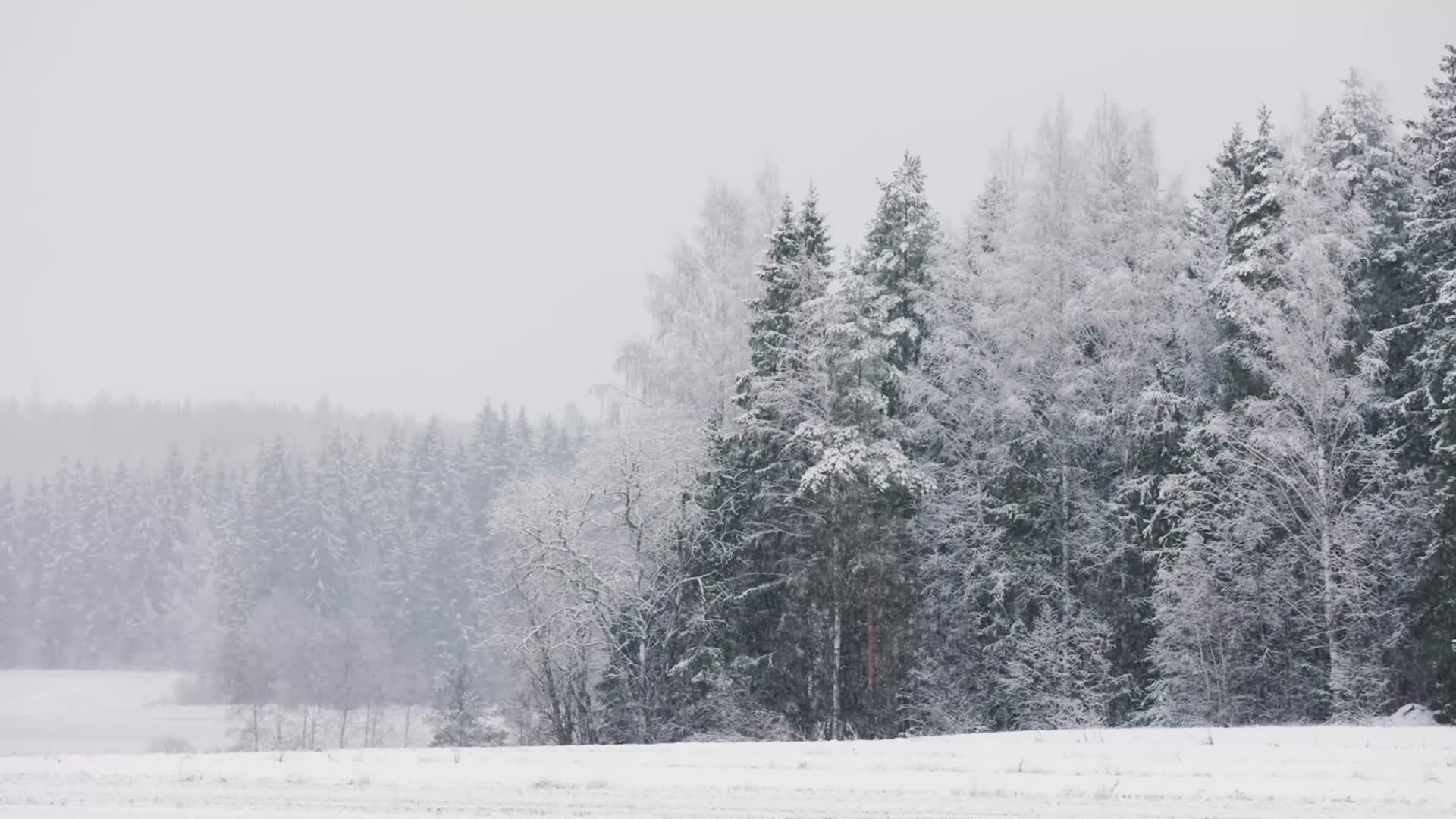 寒冷冬季森林大雪唯美景色航拍视频的预览图
