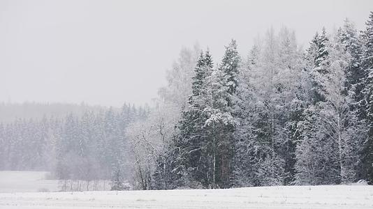 寒冷冬季森林大雪唯美景色航拍视频的预览图
