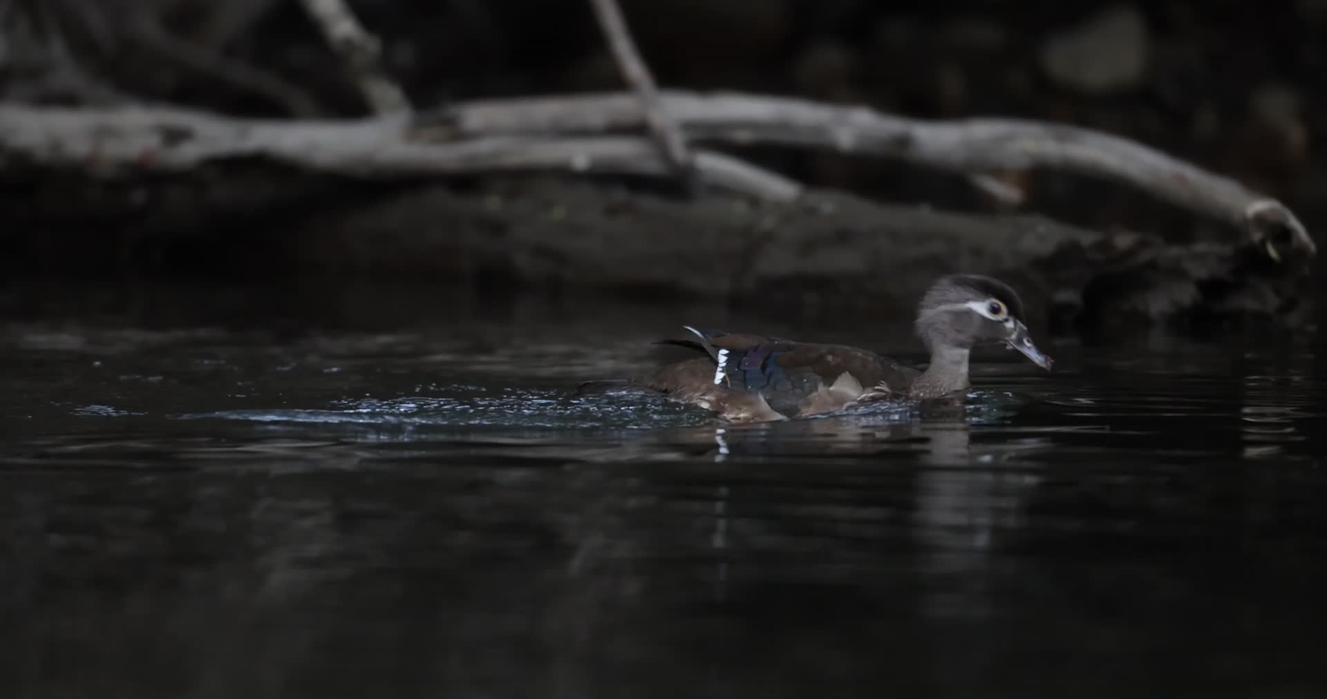 夏日森林河边野生动物合集鸭子水獭水鸟视频的预览图