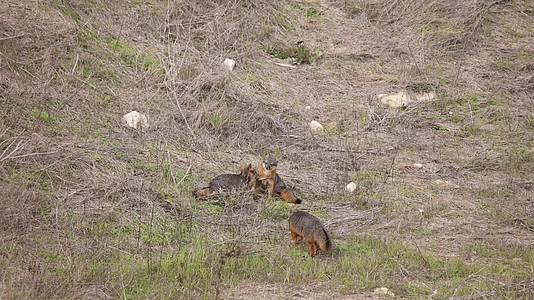 小狐狸野外觅食玩耍睡觉视频的预览图