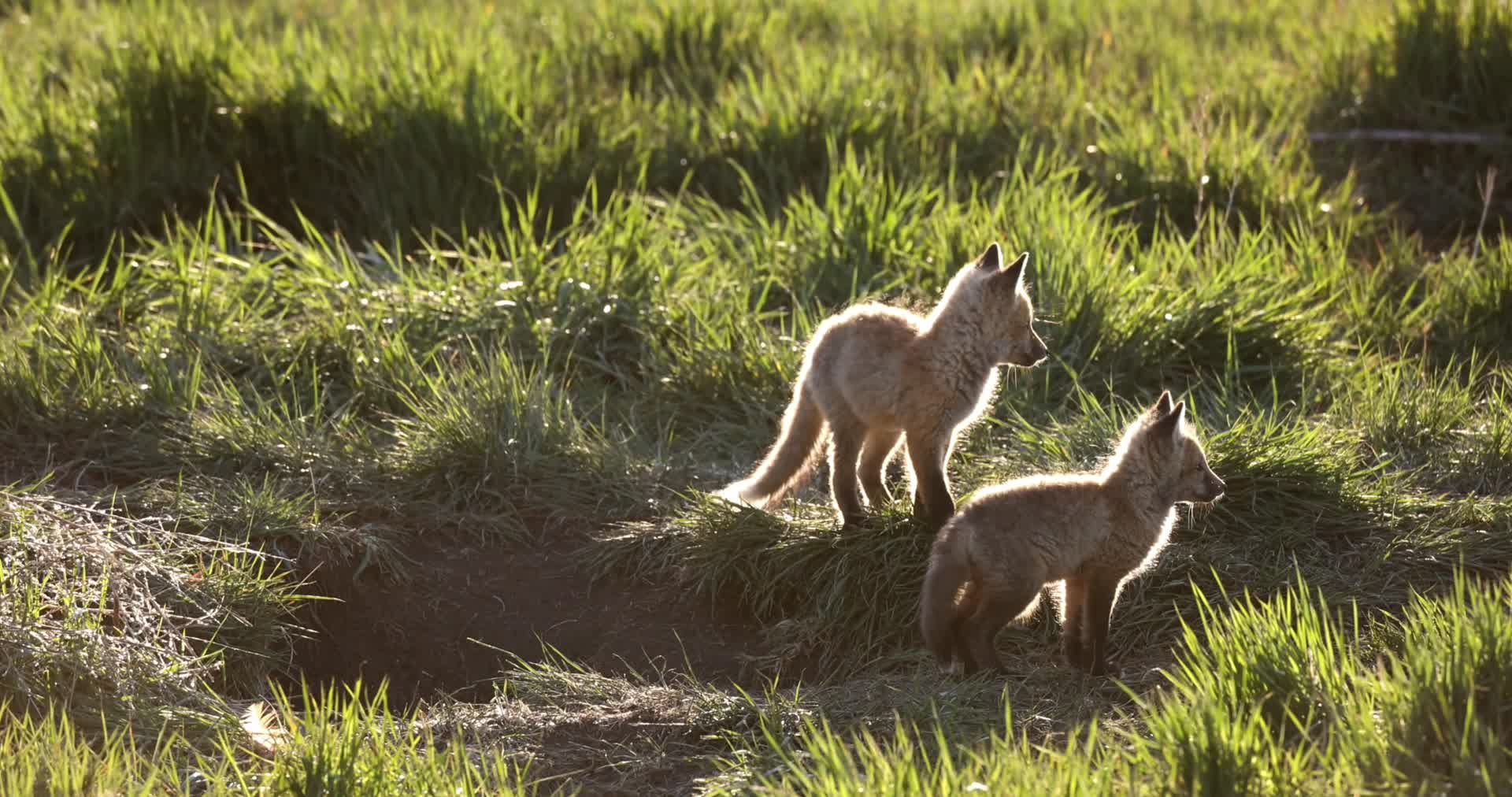 狐狸幼崽傍晚夕阳野外嬉戏打闹视频的预览图