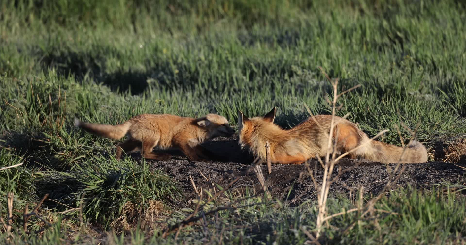 狐狸幼崽傍晚夕阳野外嬉戏打闹视频的预览图