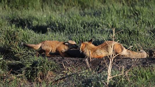 13狐狸幼崽傍晚夕阳野外嬉戏打闹视频的预览图