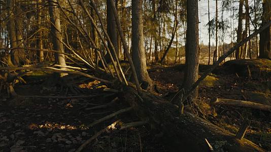 秋日午后森林植物阳光唯美合集视频的预览图