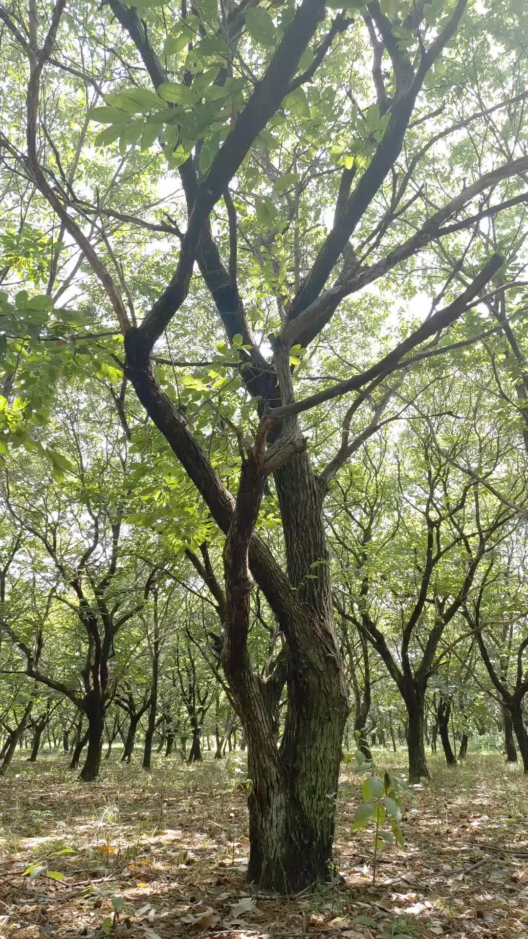 log色彩板栗树灰片视频的预览图