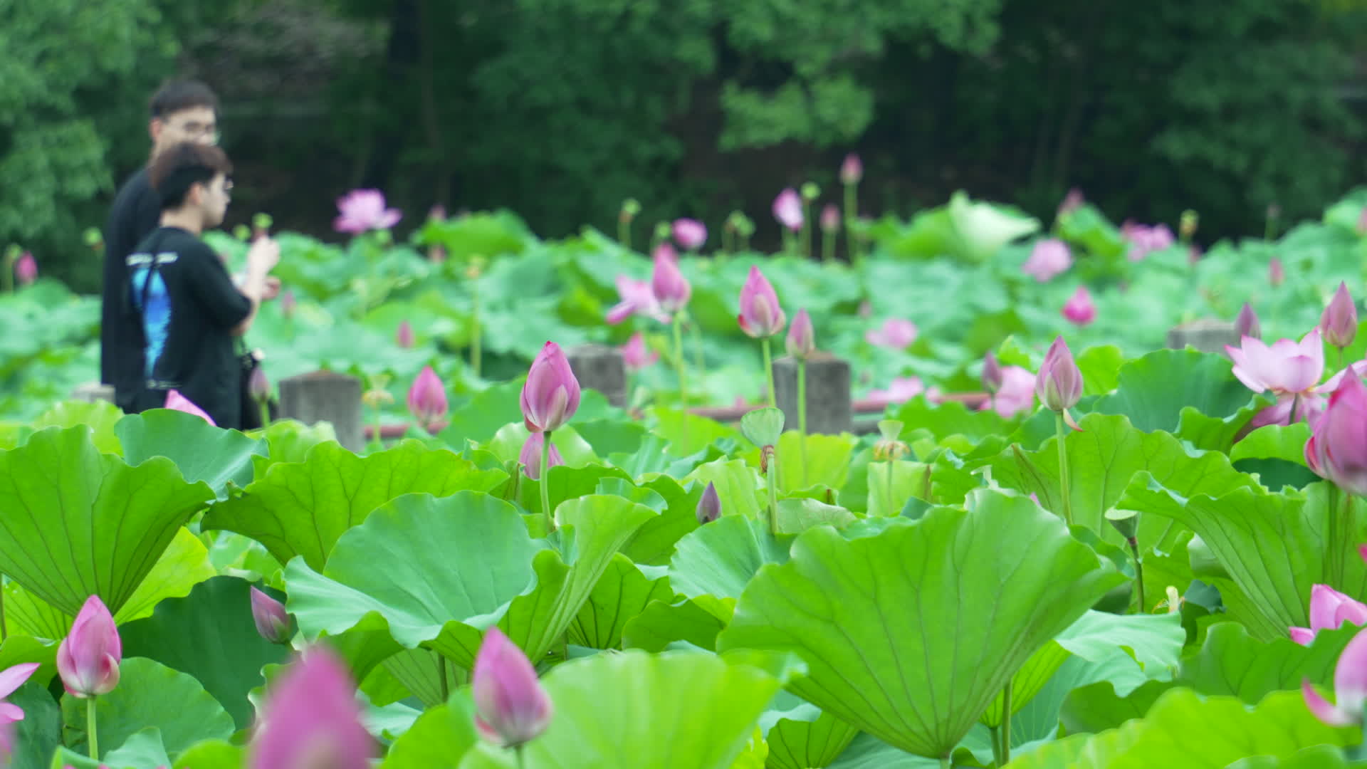 武汉东湖磨山景区盆景园荷花视频的预览图