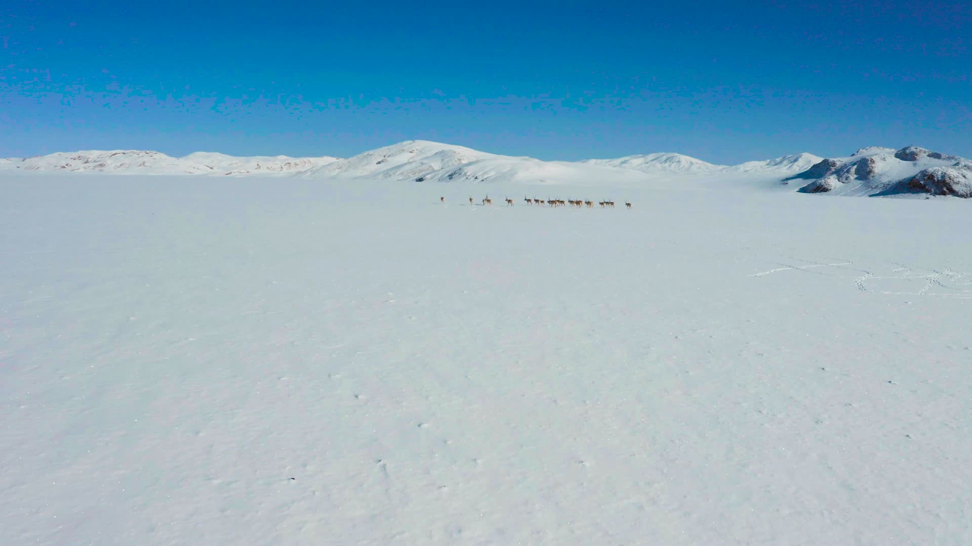 4K高清航拍青藏高原藏羚羊视频的预览图