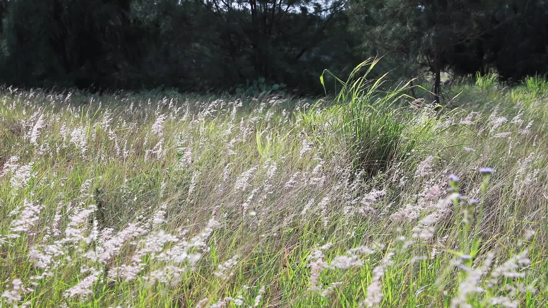 1080P海南唯美意境微风自然飘扬草丛草叶视频的预览图