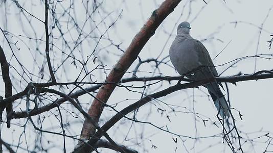 冬季树枝上的鸽子视频的预览图