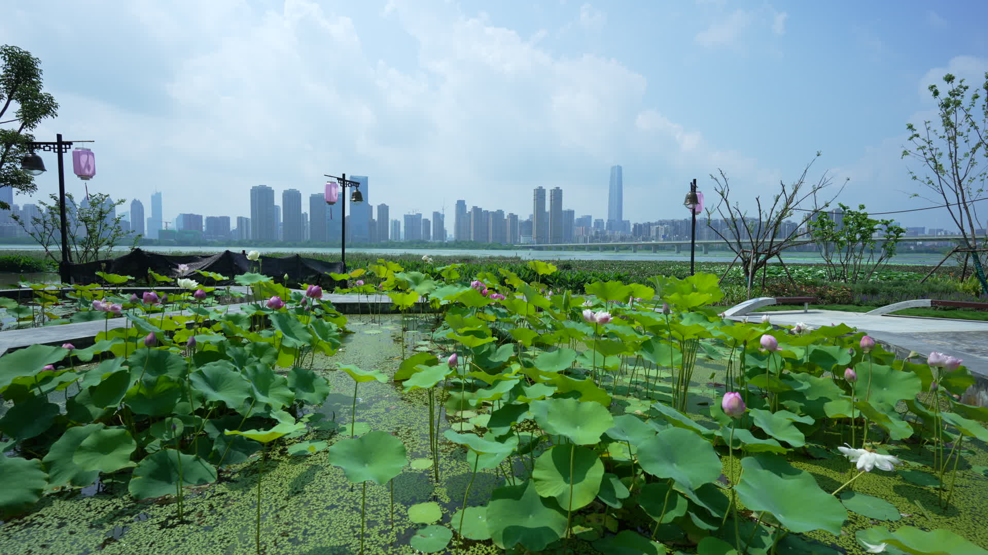 武汉武昌区沙湖公园荷花视频的预览图