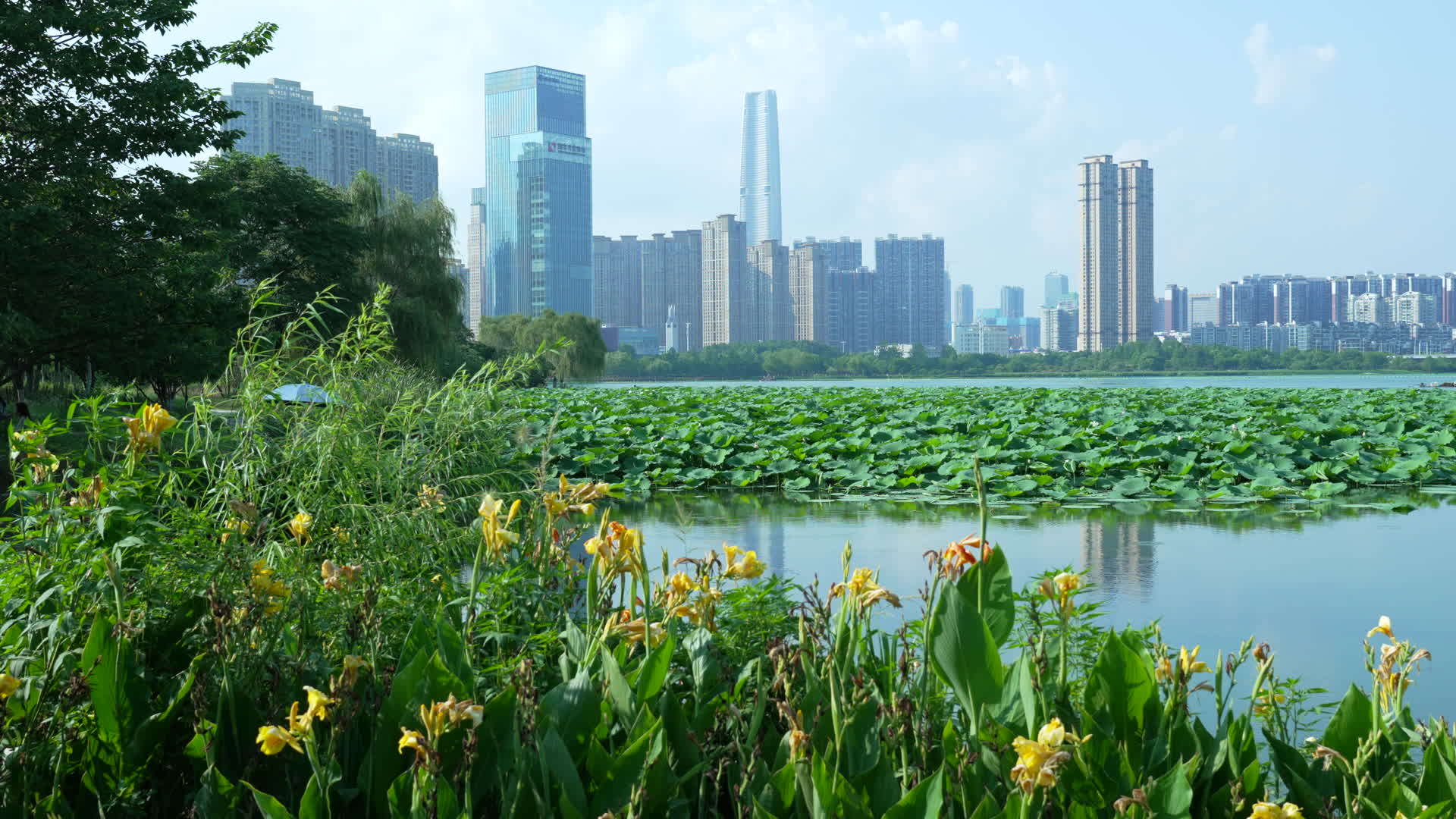 武汉武昌区沙湖公园视频的预览图