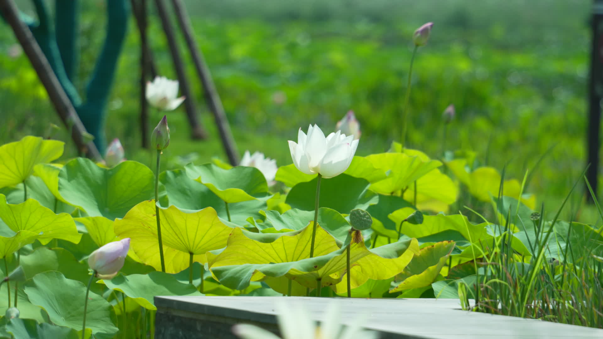 武汉武昌区沙湖公园荷花视频的预览图