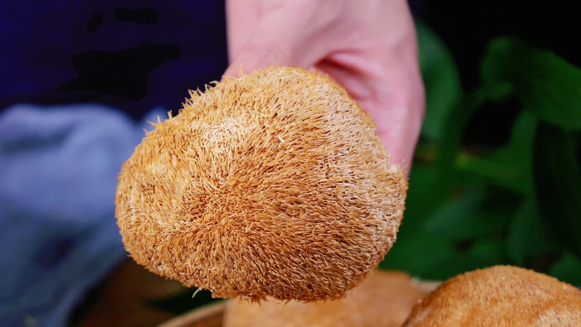 猴头菇野生猴头菇视频视频的预览图