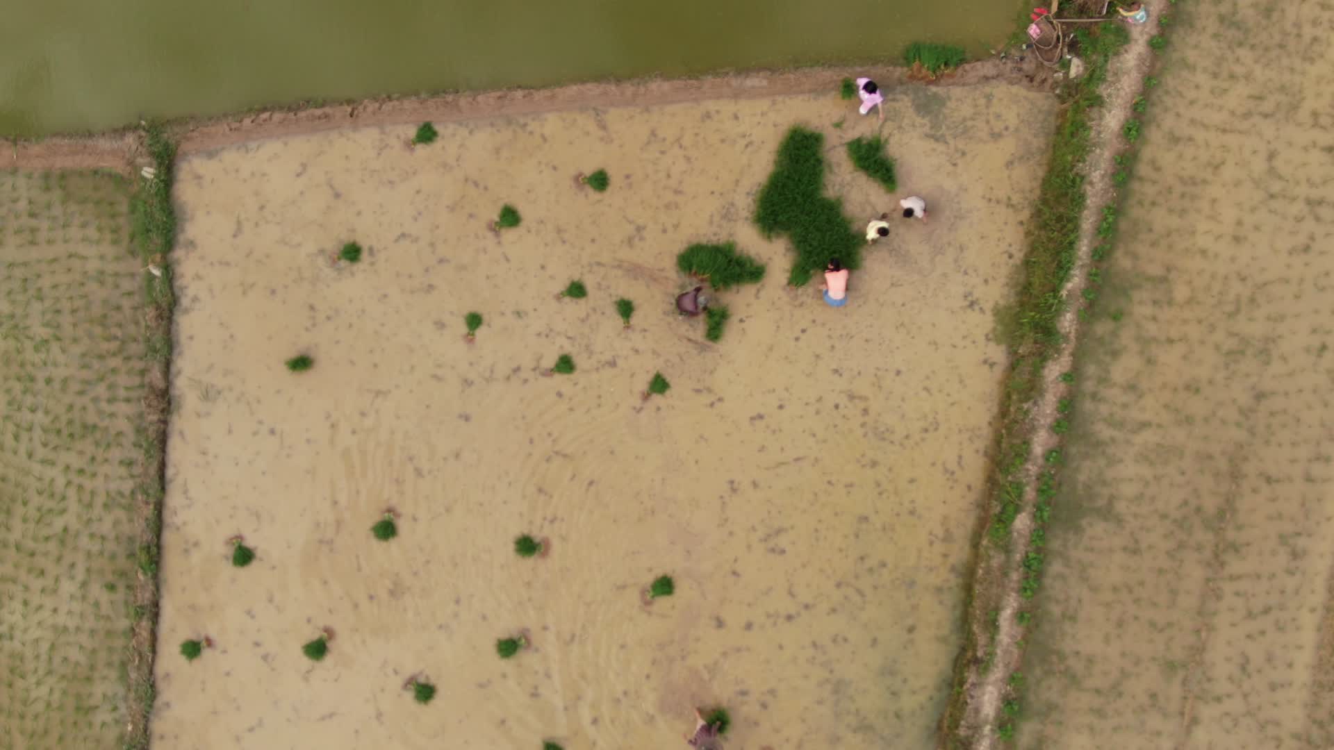 航拍春耕农民插秧农业种植视频的预览图