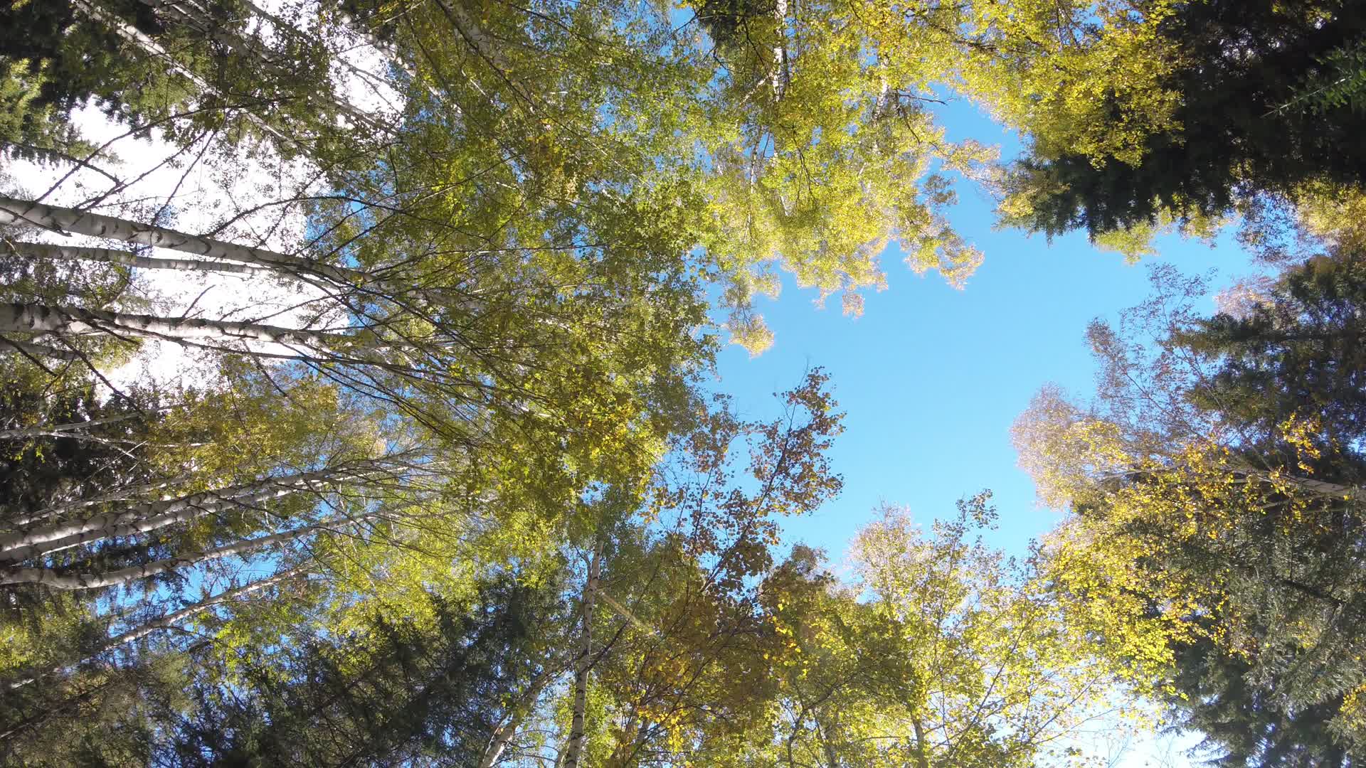 白桦林风光视频的预览图