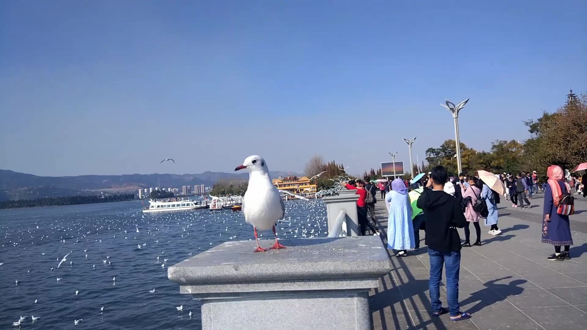 海鸥与人和谐相处视频的预览图