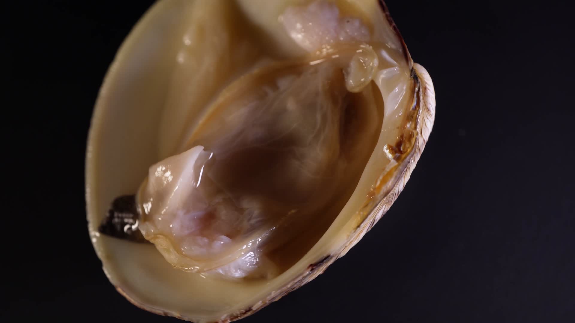 白贝蛤蜊花甲蚬子视频的预览图