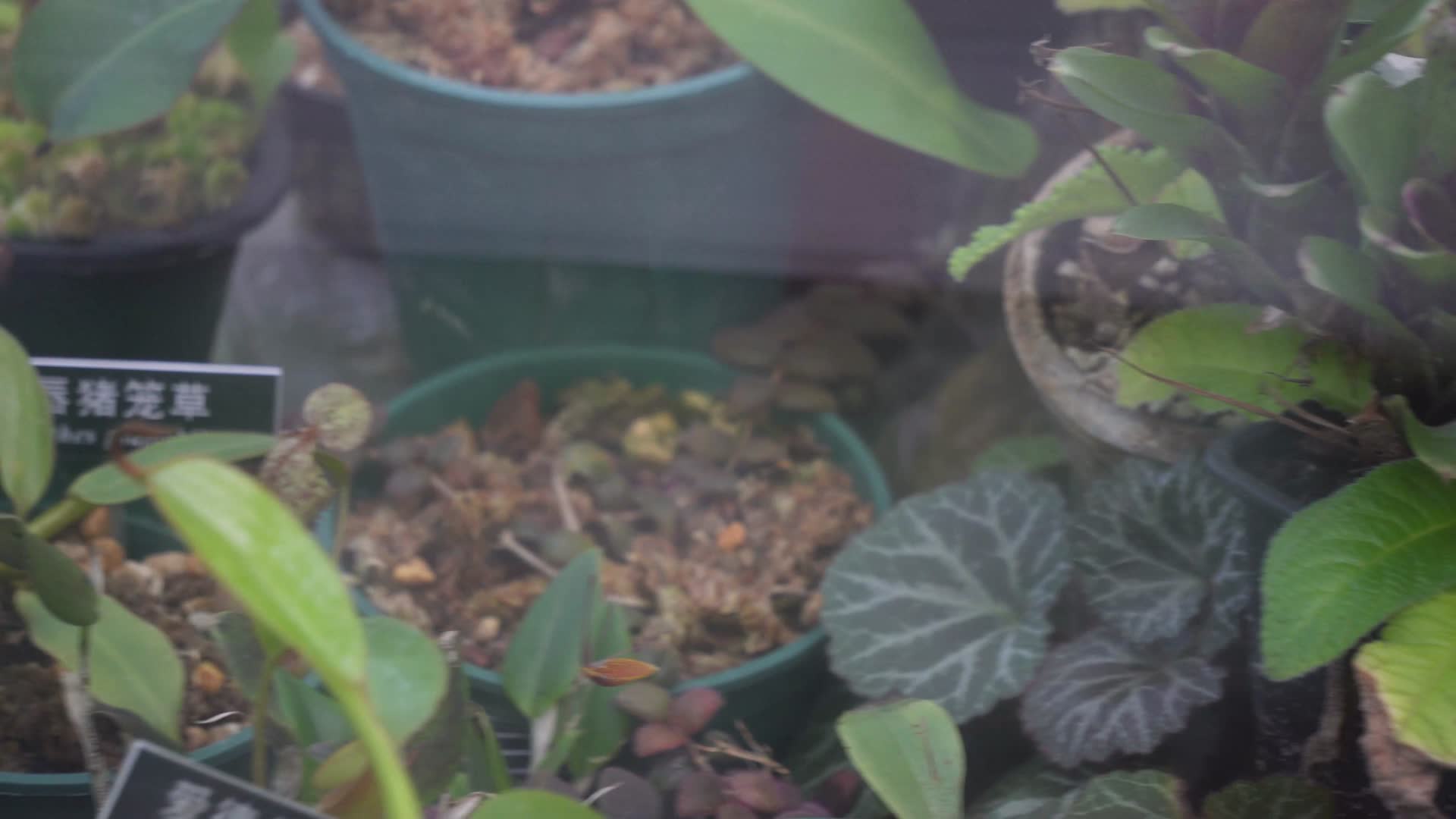 捕虫草蕨类植物绿色植物视频的预览图