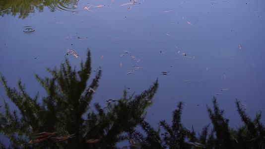 池塘倒影水面波纹反光视频的预览图