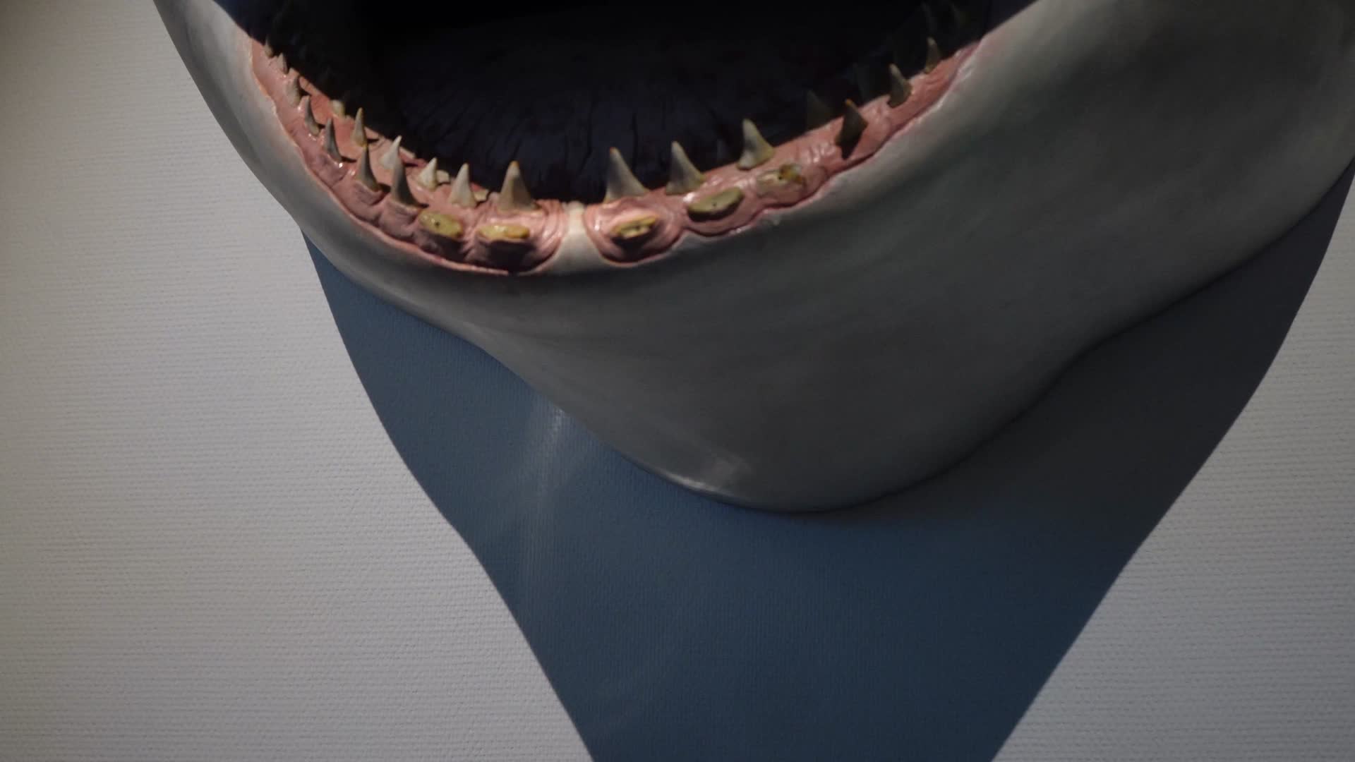 大白鲨鲨鱼牙齿模型视频的预览图