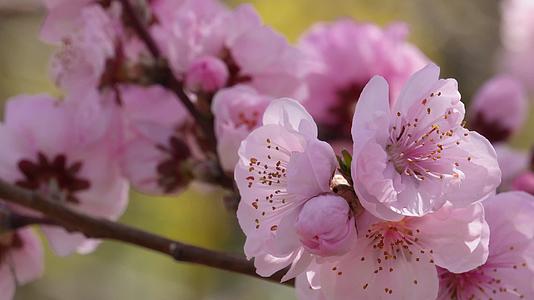 植物园桃花粉色花朵鲜花视频的预览图