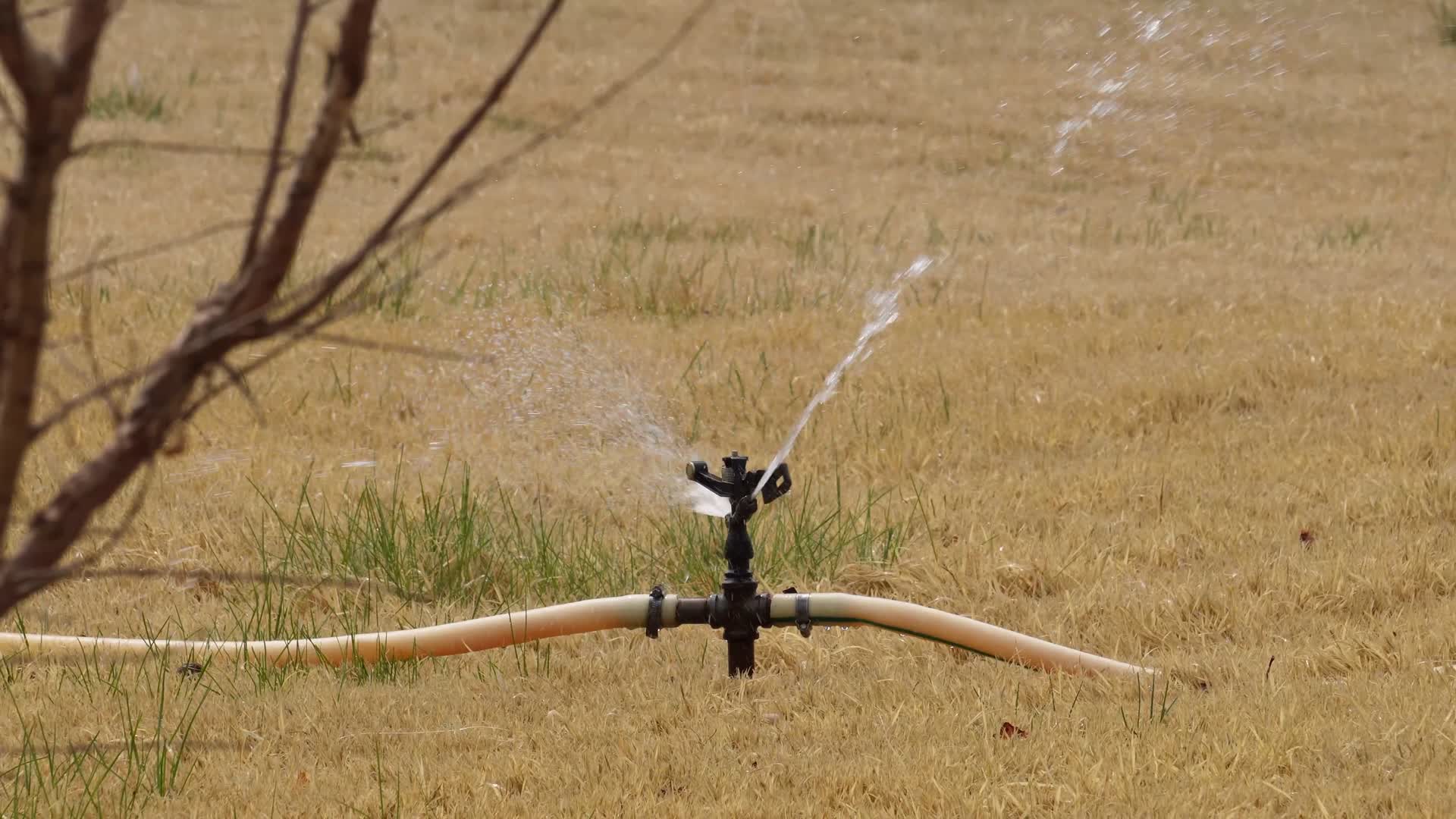 自动浇水水管喷头喷水视频的预览图