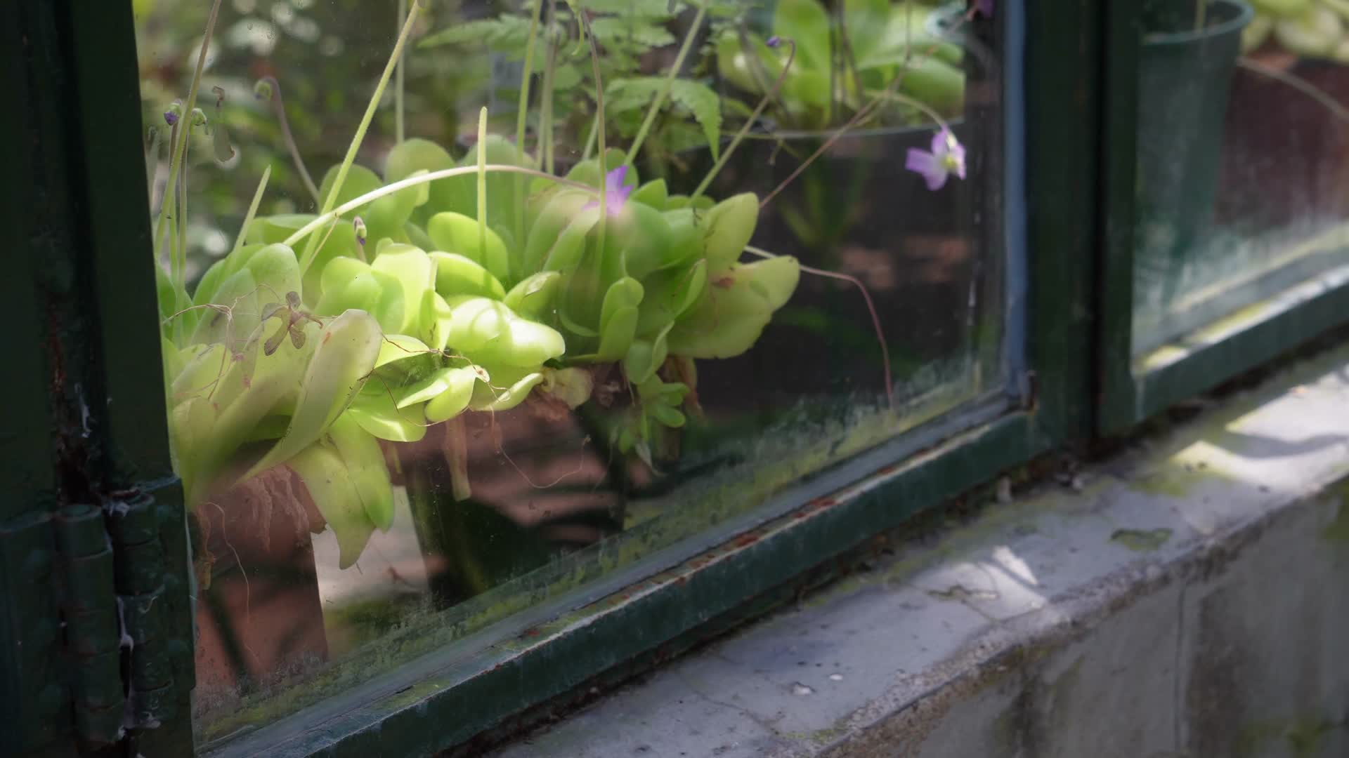 花房暖棚玻璃阳光房视频的预览图