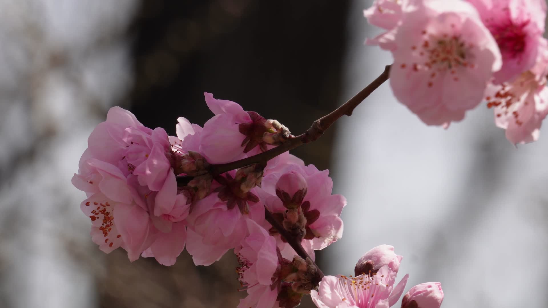 植物园桃花粉色花朵鲜花视频的预览图