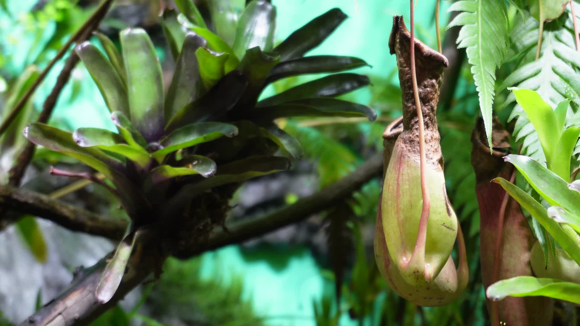 猪笼草食虫草珍稀植物热带雨林造景视频的预览图