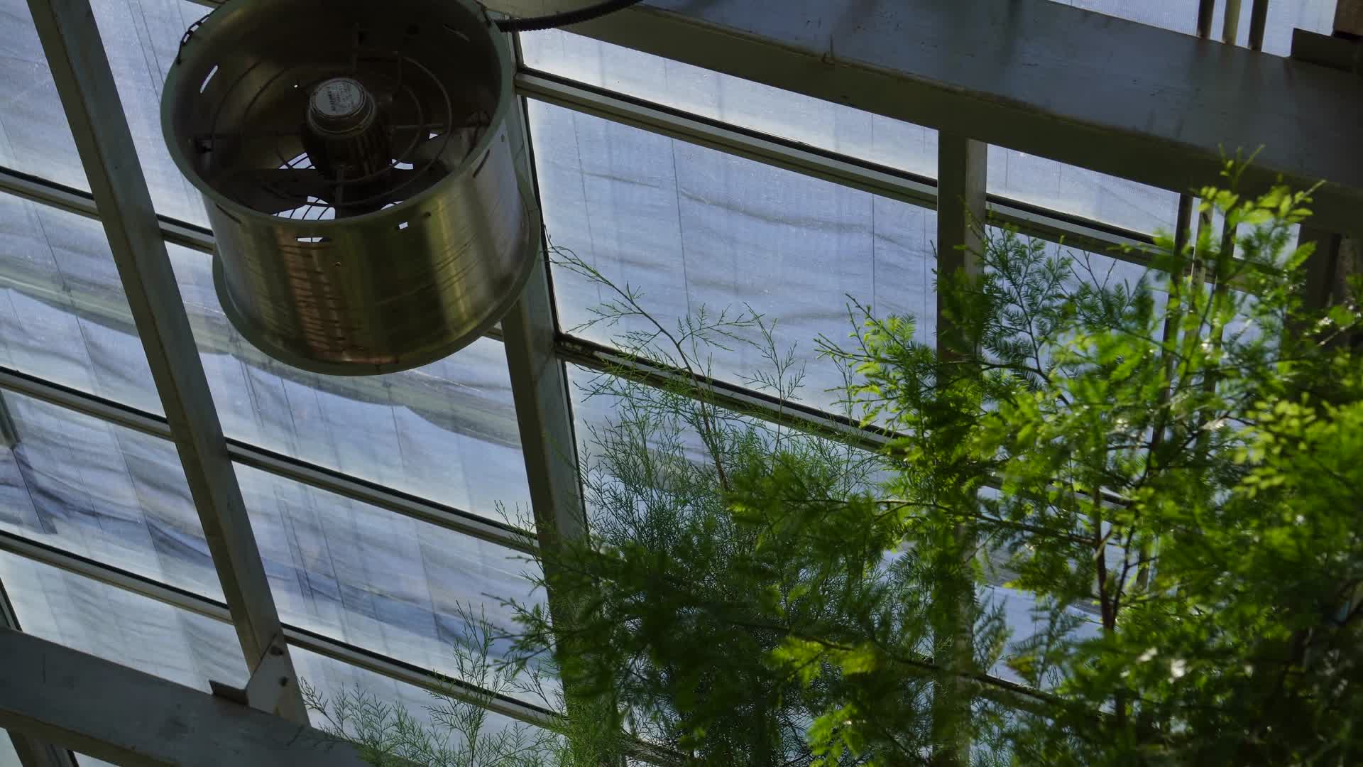 科学养殖反季节植物暖棚视频的预览图