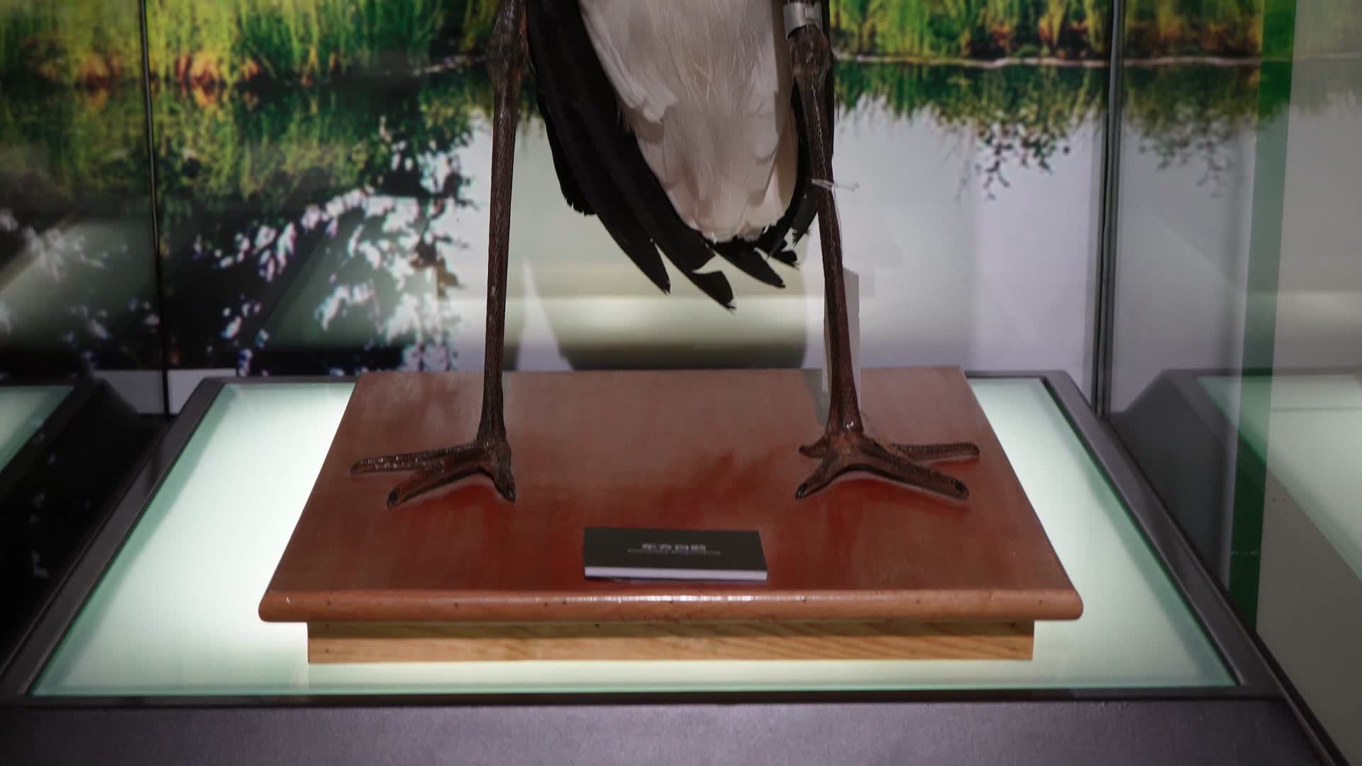 鸟类鹰隼仙鹤鹳标本视频的预览图