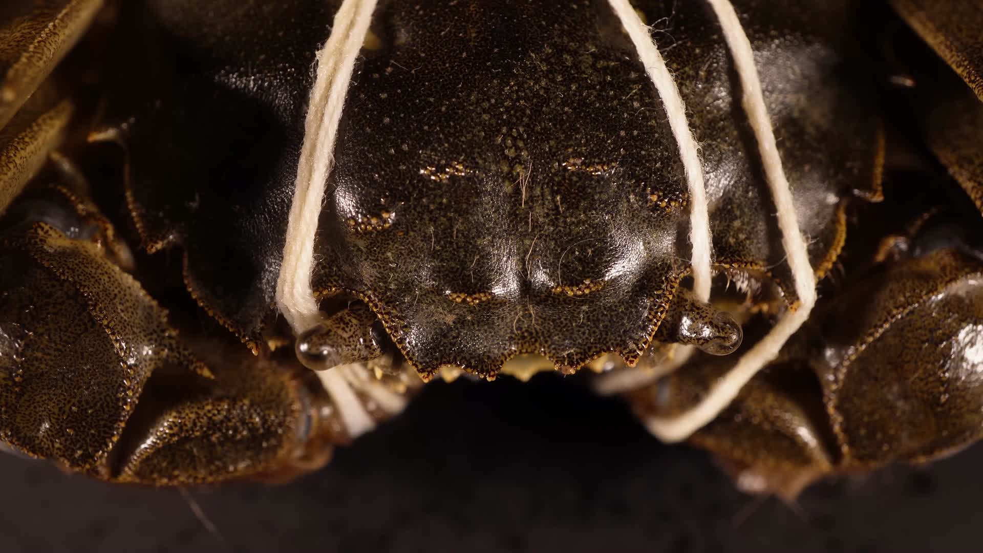 螃蟹大闸蟹河蟹视频的预览图