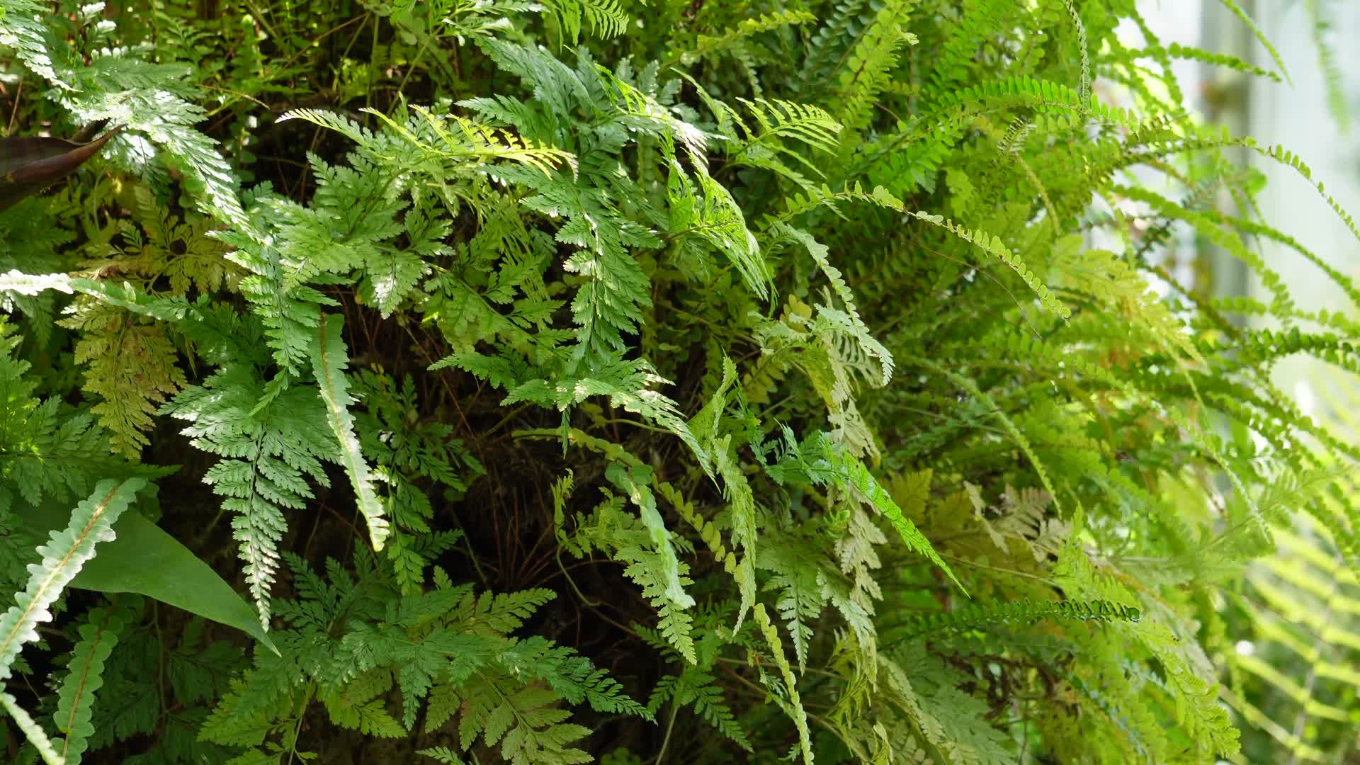 热带植物雨林植物多肉植物蕨类被子植物视频的预览图
