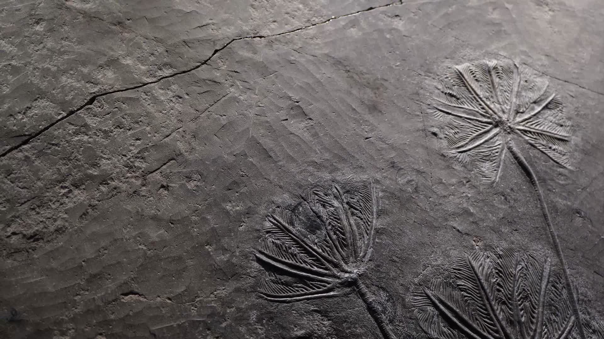 史前水生植物化石视频的预览图