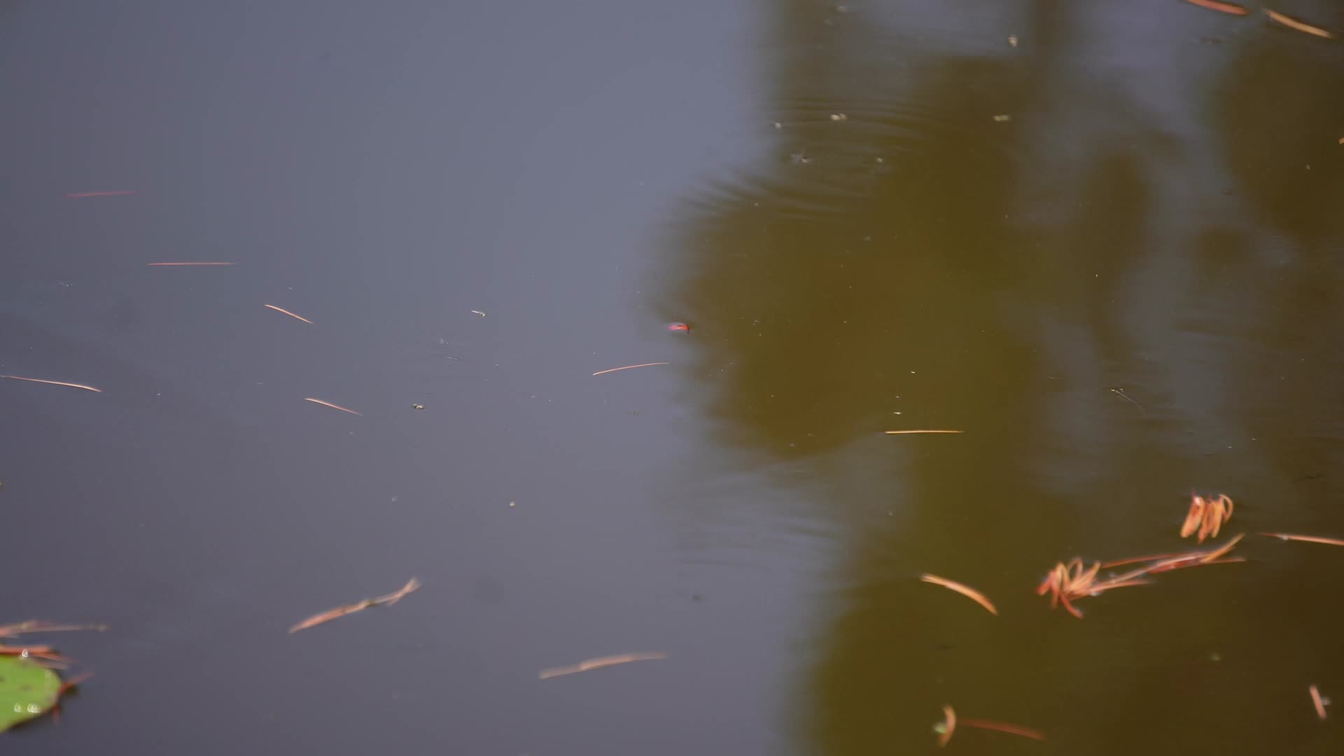 水池池塘鱼苗青蛙蝌蚪生态视频的预览图