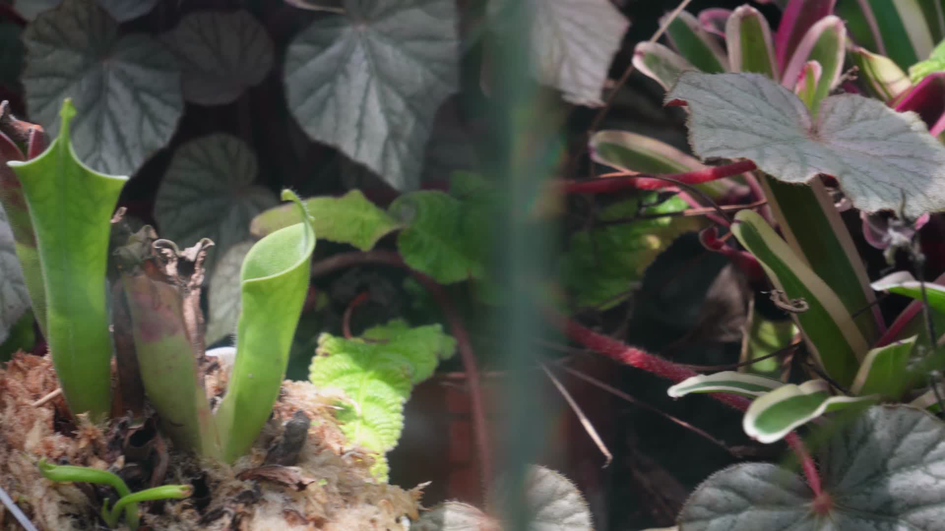 苔藓热带植物捕蝇草雨林造景视频的预览图