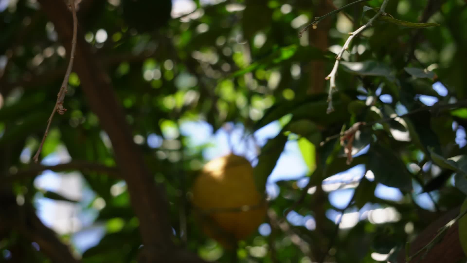 西柚葡萄柚柚子青涩果实果农果树视频的预览图