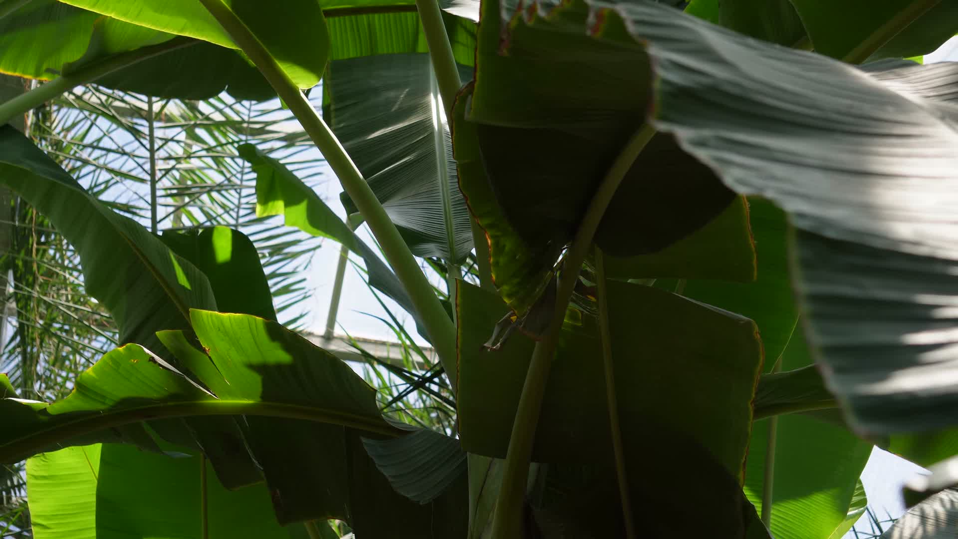 香蕉树芭蕉树视频的预览图