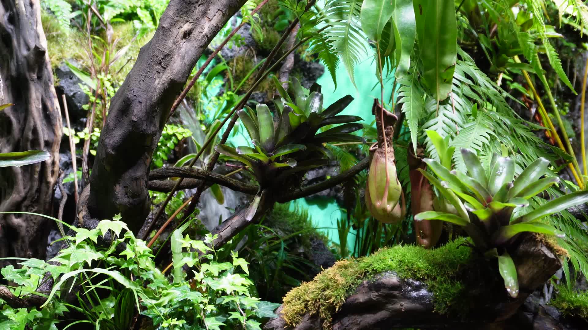 猪笼草食虫草珍稀植物热带雨林造景视频的预览图