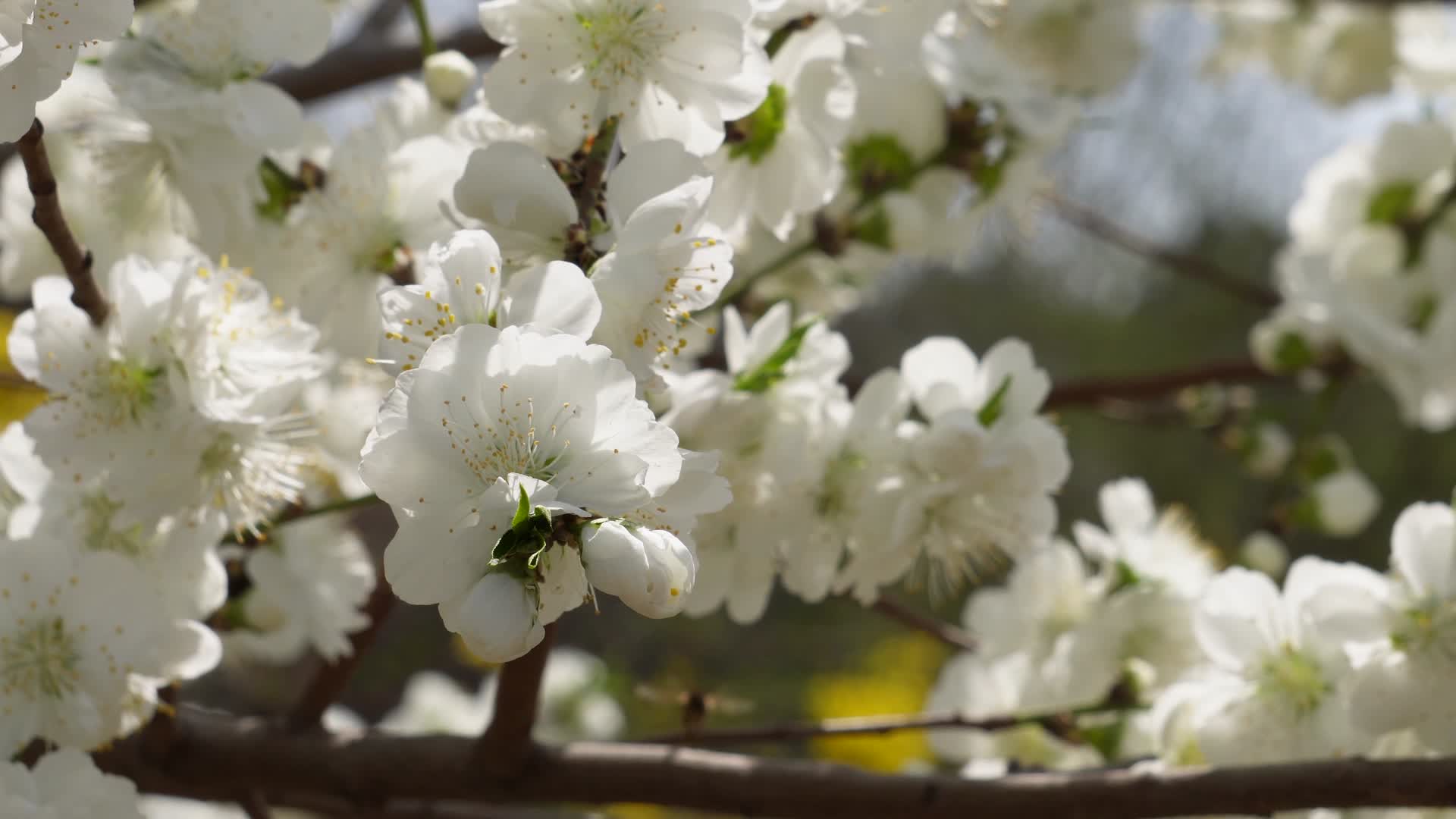 植物开花鲜花白色桃花花朵花蕊视频的预览图