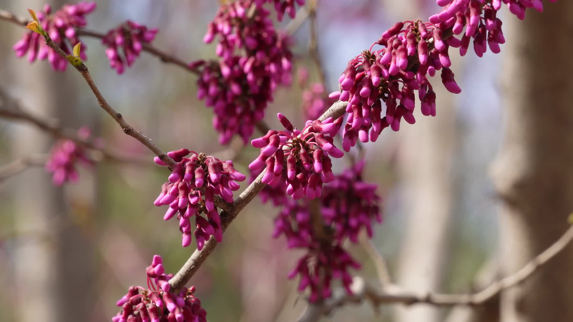 紫色鲜花花蕾盛开的花骨朵视频的预览图