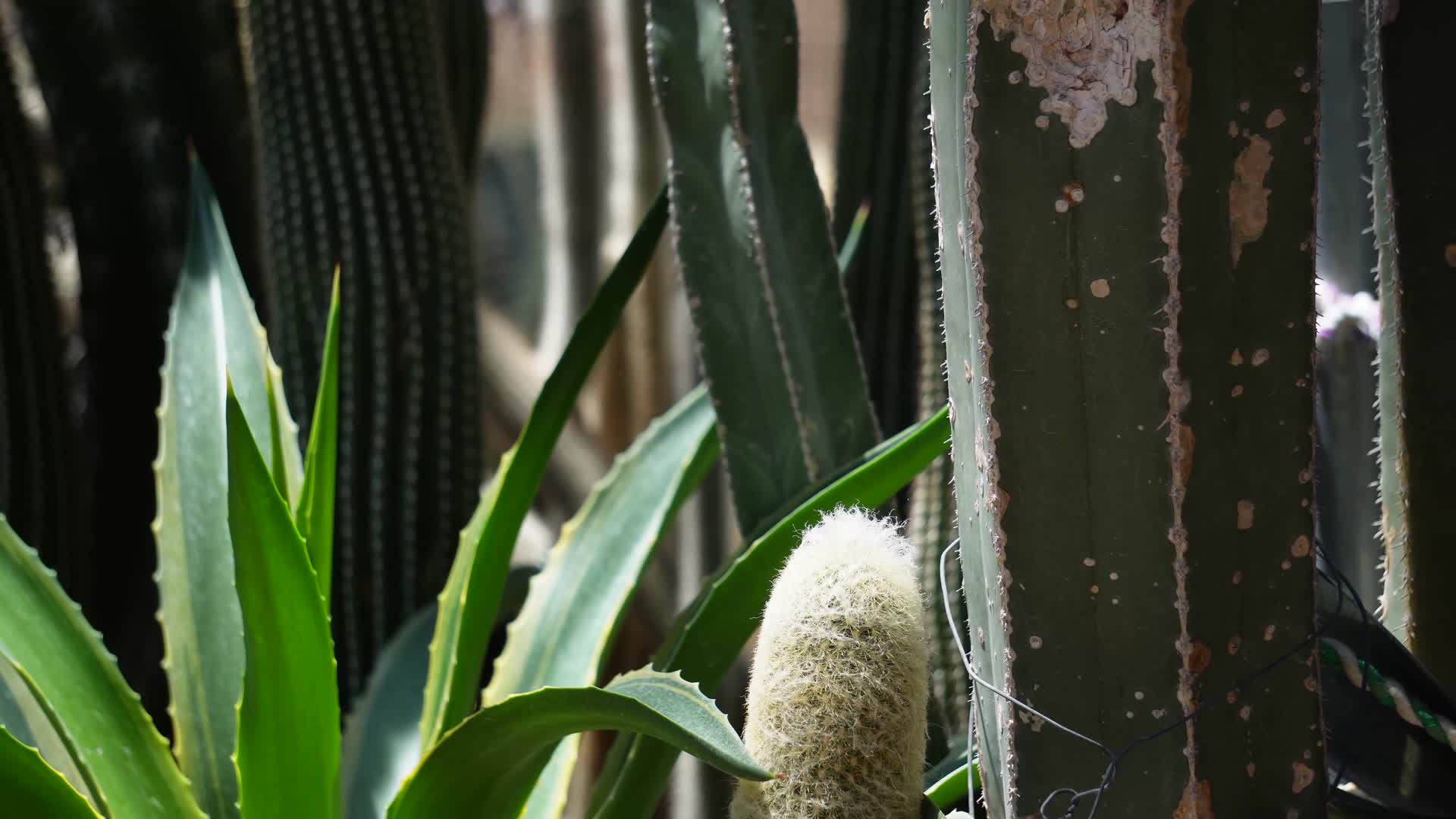 剑麻蓖麻多肉植物沙漠植物视频的预览图
