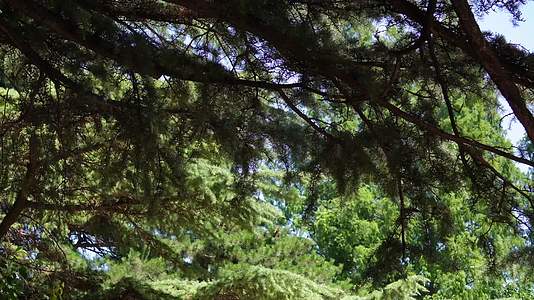 巨大的松树松柏油松视频的预览图